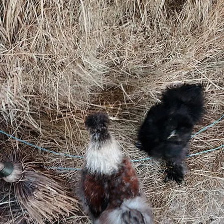 דירה Mercearia Bragança