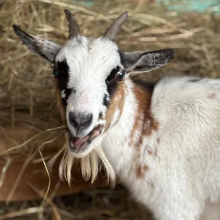 Apartman Mercearia Bragança