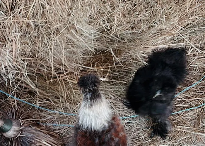 דירה Mercearia Bragança