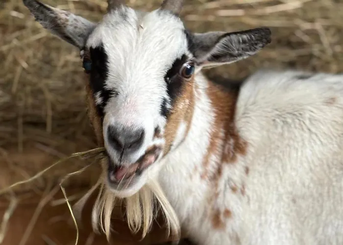 아파트 Mercearia 바라간카